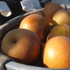 Pear Boxes :: Harvest Box Subscription - Destinations East of the Mississippi!