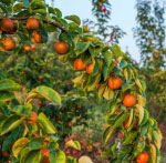 leafy green branch of with many fresh orange colored asian pears
