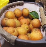 fresh asian pears in a padded picking bucket