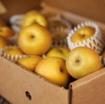 close-up view of small, early harvest asian pears in a box