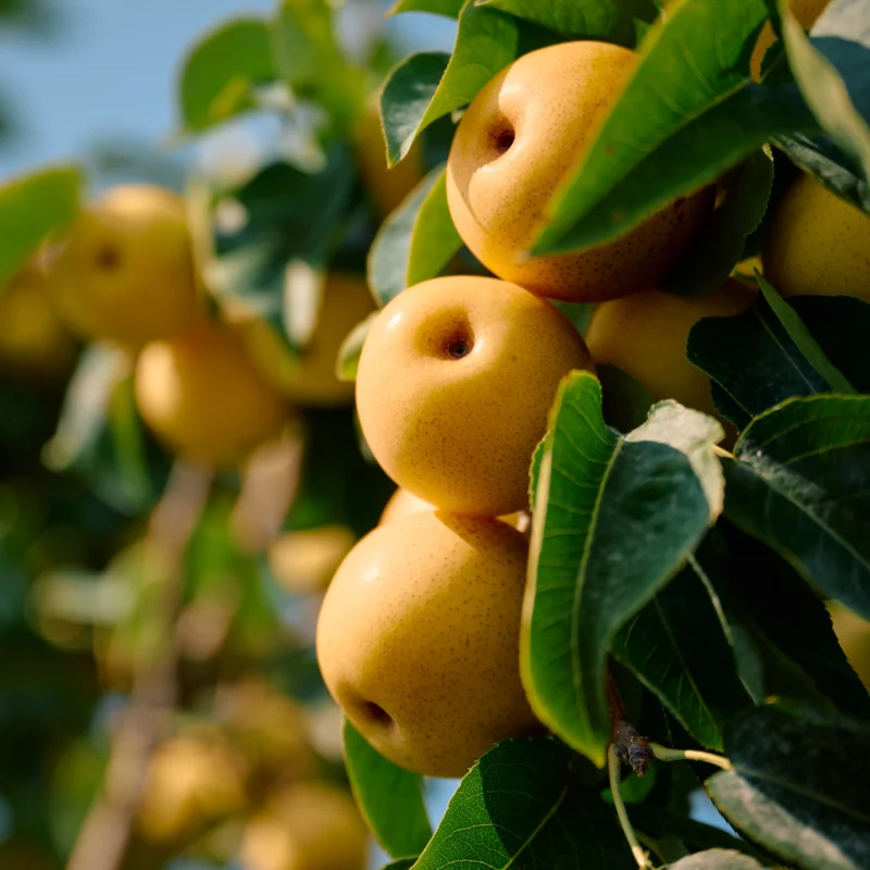 Asian pears on a tree in the sunshine