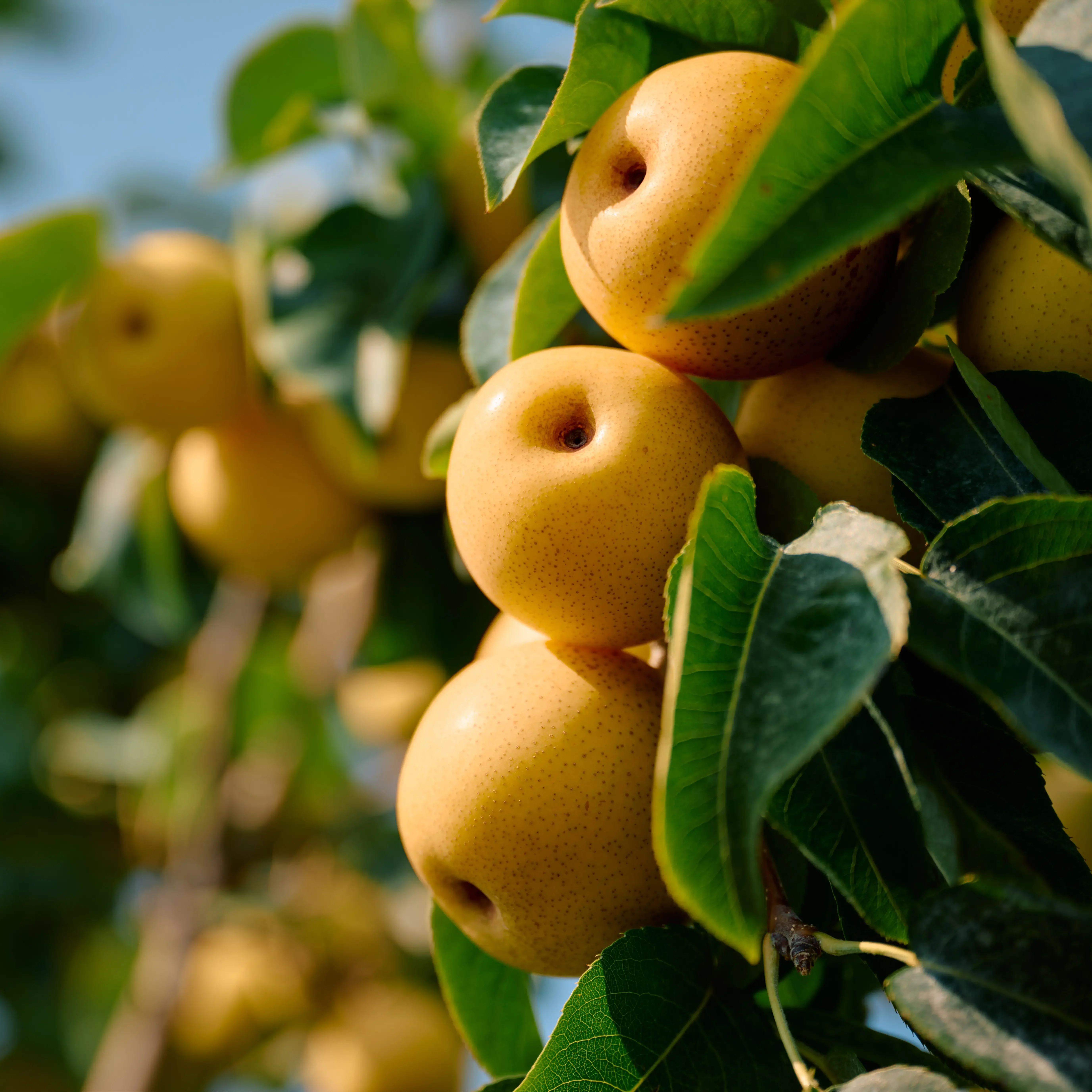 Asian pears on a tree in the sunshine
