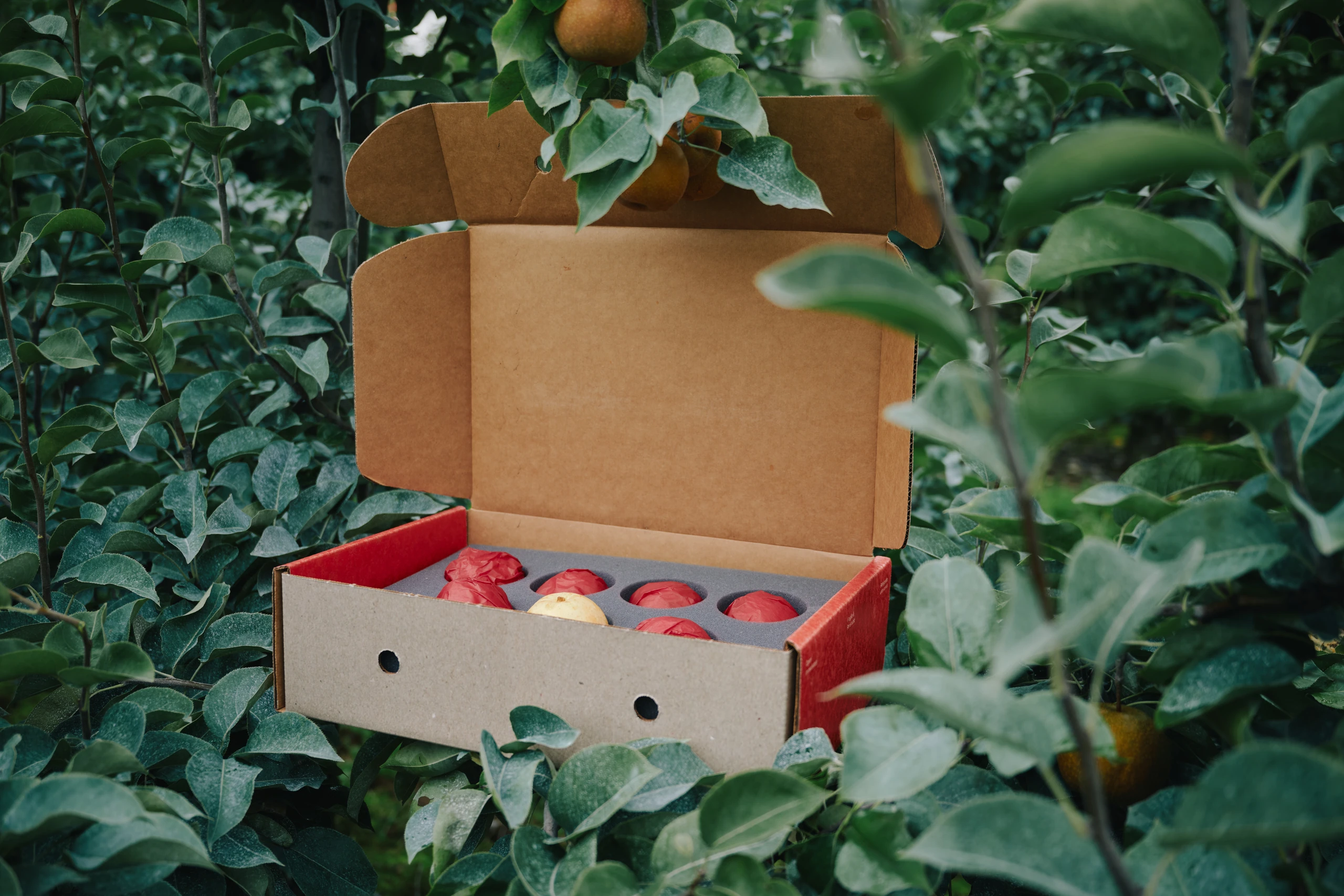 Open Gift Box in Pear Tree
