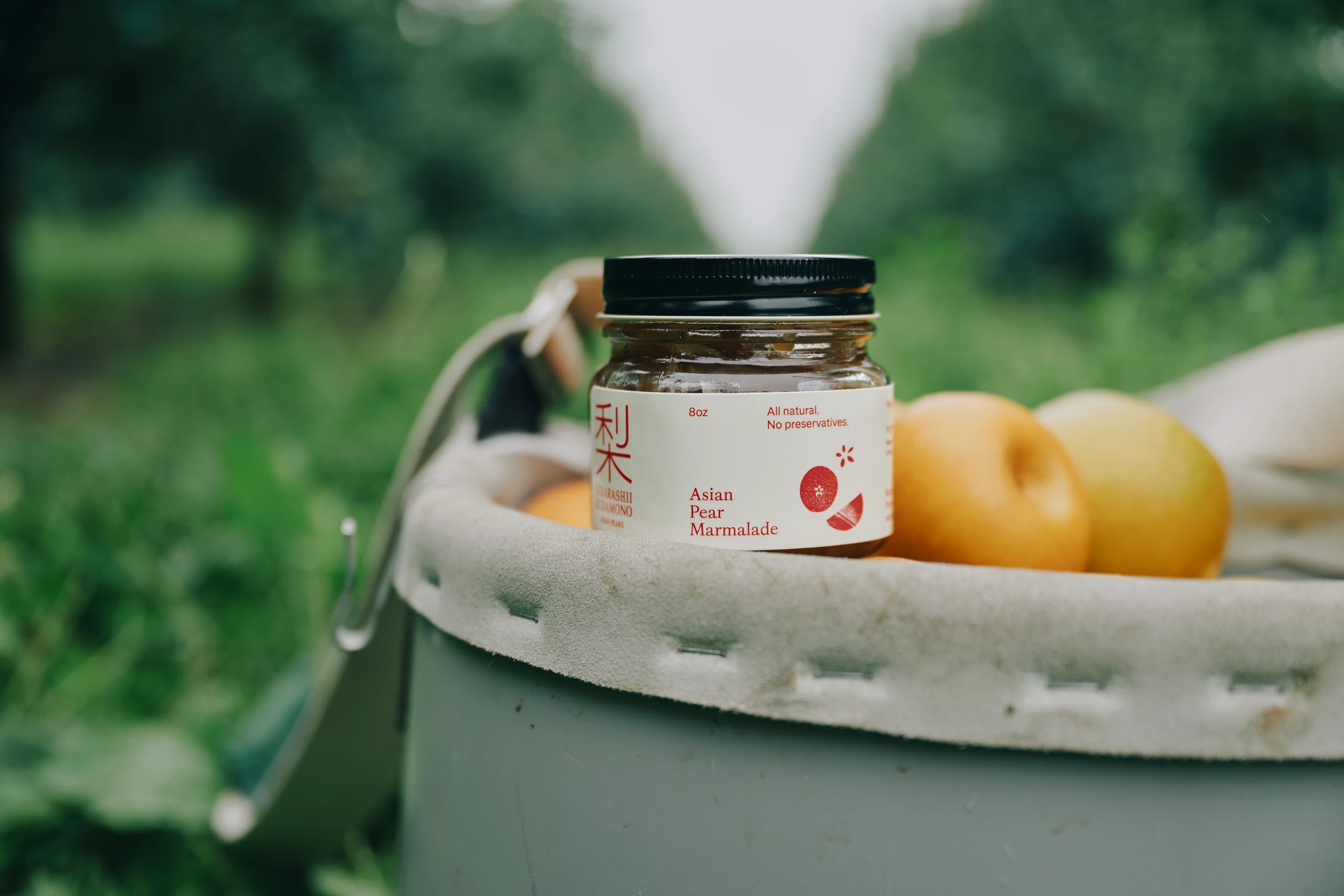 Asian Pear in Orchard
